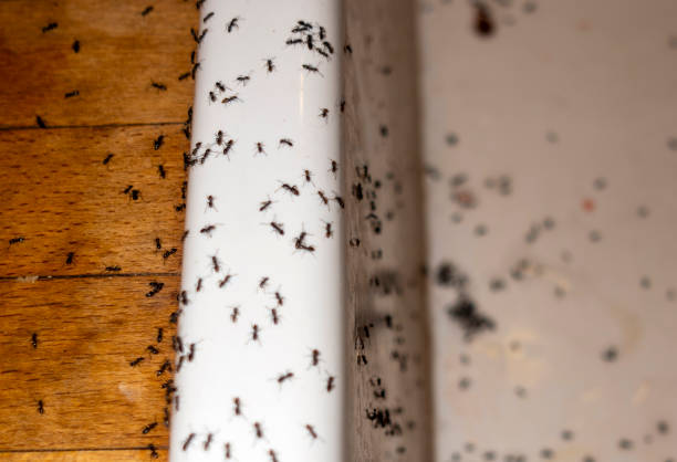 Flea Control Services in Ridley Park, PA